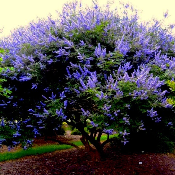 (1) 10-12 inch Texas Lilac tree sapling live plant - rooted - Picture 5 of 7